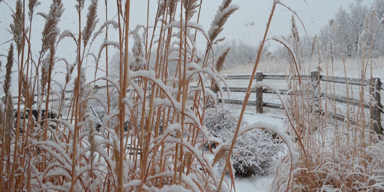 Turning to White